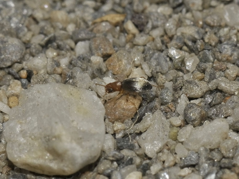 Mecynotarsus serricornis (Anthicidae)